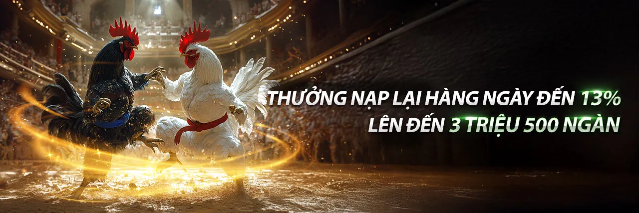 Đá Gà Thomo C3 Ngày 12 Tháng 12 Năm 2024 - Khung cảnh sôi động của trận đấu gà